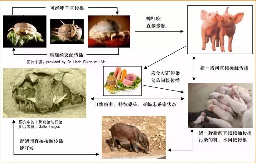 农场到餐桌解读