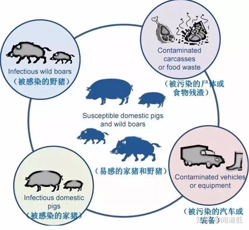 澳门新资讯，探索最新版资料介绍与免费下载途径澳门193期今什么动物生肖